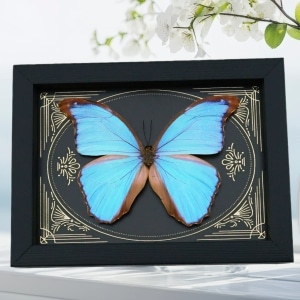 Real Morpho godarti Pearl Butterfly Gothic Gold Foil Framed Taxidermy