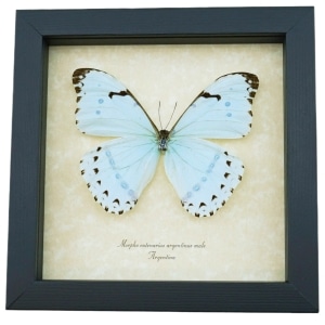 Morpho catenarius Mint Morpho Framed Blue Butterfly Taxidermy Display