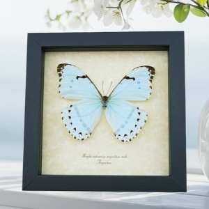 Morpho catenarius Mint Morpho Framed Blue Butterfly Taxidermy Display