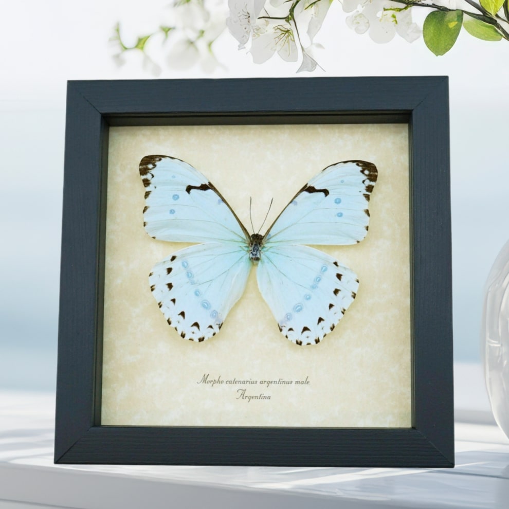 Morpho catenarius Mint Morpho Framed Blue Butterfly Taxidermy Display