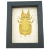 Yellow Green Leaf Insect Phyllium Pulchrifolium Female Framed Taxidermy Display