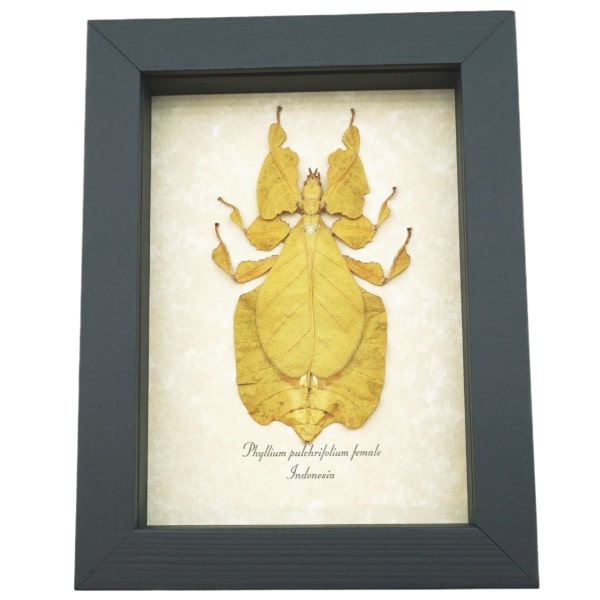 Yellow Green Leaf Insect Phyllium Pulchrifolium Female Framed Taxidermy Display