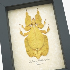 Yellow Green Leaf Insect Phyllium Pulchrifolium Female Framed Taxidermy Display