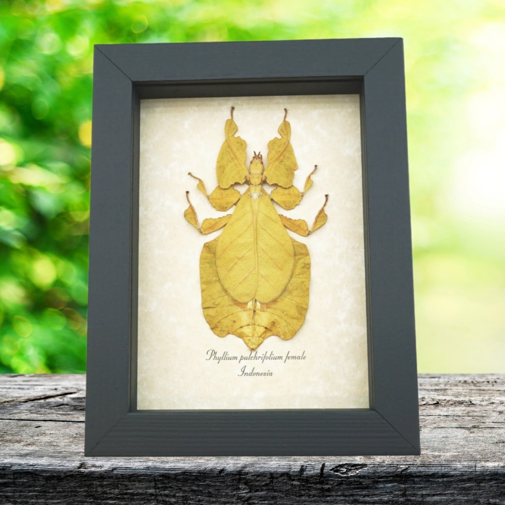 Yellow Green Leaf Insect Phyllium Pulchrifolium Female Framed Taxidermy Display Yellow Green Leaf Insect Phyllium Pulchrifolium Female Framed Taxidermy Display
