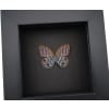 Purple Satyridae Butterfly Euptychia Agatha Real Framed Taxidermy Moonlight Display