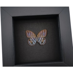 Purple Satyridae Butterfly Euptychia Agatha Real Framed Taxidermy Moonlight Display