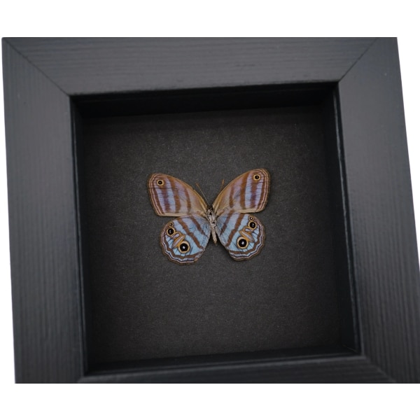 Purple Satyridae Butterfly Euptychia Agatha Real Framed Taxidermy Moonlight Display