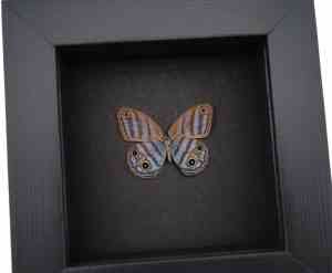 Purple Satyridae Butterfly Euptychia Agatha Real Framed Taxidermy Moonlight Display
