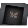 Purple Satyridae Butterfly Euptychia Agatha Real Framed Taxidermy Moonlight Display
