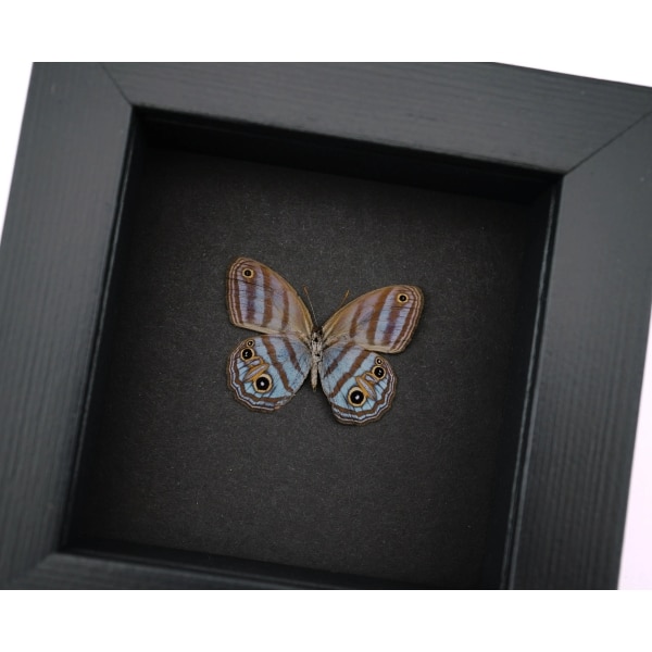 Purple Satyridae Butterfly Euptychia Agatha Real Framed Taxidermy Moonlight Display