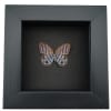 Purple Satyridae Butterfly Euptychia Agatha Real Framed Taxidermy Moonlight Display