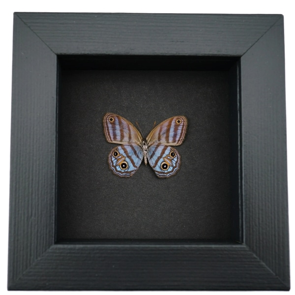 Purple Satyridae Butterfly Euptychia Agatha Real Framed Taxidermy Moonlight Display