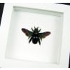 Real Framed Rainbow Bee Xylocopa latipes Female Insect Taxidermy Vibrant White Display
