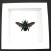 Real Framed Rainbow Bee Xylocopa latipes Female Insect Taxidermy Vibrant White Display