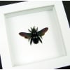 Real Framed Rainbow Bee Xylocopa latipes Female Insect Taxidermy Vibrant White Display
