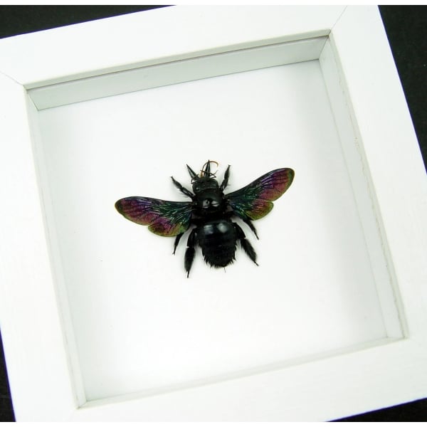 Real Framed Rainbow Bee Xylocopa latipes Female Insect Taxidermy Vibrant White Display
