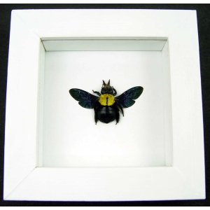 Xylocopa confusa Gold Carpenter Bee Framed Insect Taxidermy Vibrant White Display