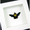 Xylocopa confusa Gold Carpenter Bee Framed Insect Taxidermy Vibrant White Display