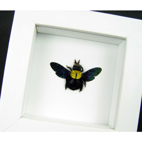 Xylocopa confusa Gold Carpenter Bee Framed Insect Taxidermy Vibrant White Display