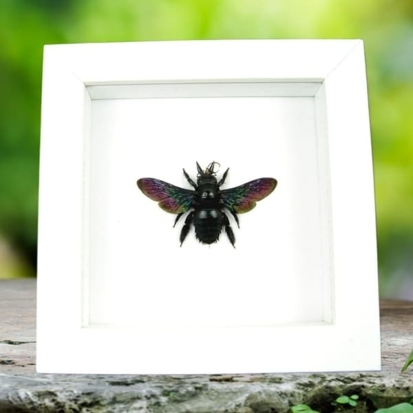 Real Framed Rainbow Bee Xylocopa latipes Female Insect Taxidermy Vibrant White Display