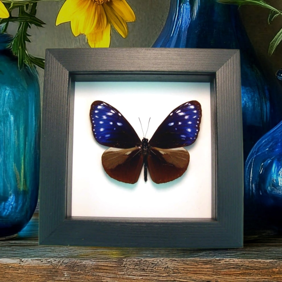 Real Framed Purple Blue Crow Butterfly Euploea mulciber Taxidermy Classic Black Display Real Framed Purple Blue Crow Butterfly Euploea mulciber Taxidermy Classic Black Display
