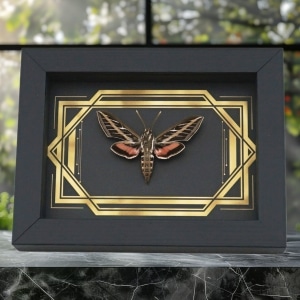 Real White Lined Sphinx Moth Golden Borders Hyles lineata Framed Taxidermy