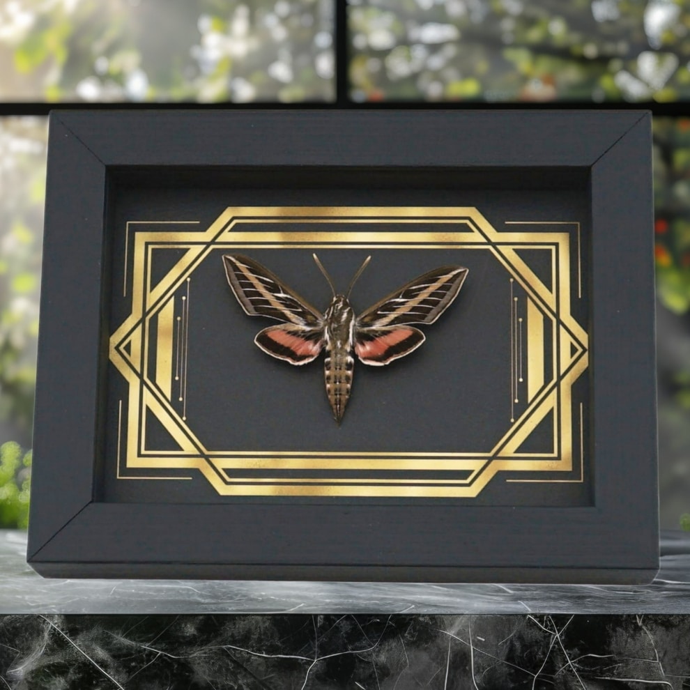 Real White Lined Sphinx Moth Golden Borders Hyles lineata Framed Taxidermy