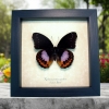 Hypolimnas pandarus Purple Orange Real Framed Butterfly Taxidermy Display
