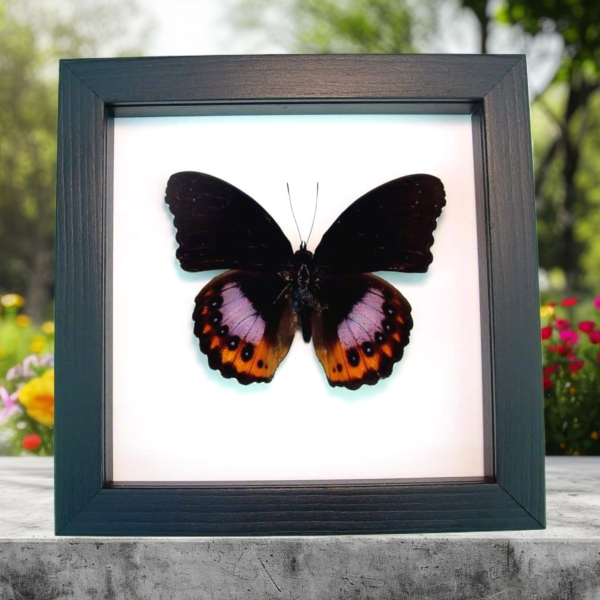 Hypolimnas pandarus Rare Purple Orange Butterfly Framed Taxidermy Classic Black Display
