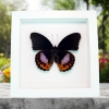 Hypolimnas pandarus Orange Purple Framed Butterfly Taxidermy Vibrant White Display