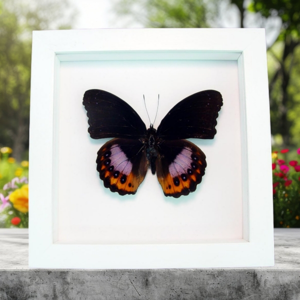 Hypolimnas pandarus Orange Purple Framed Butterfly Taxidermy Vibrant White Display