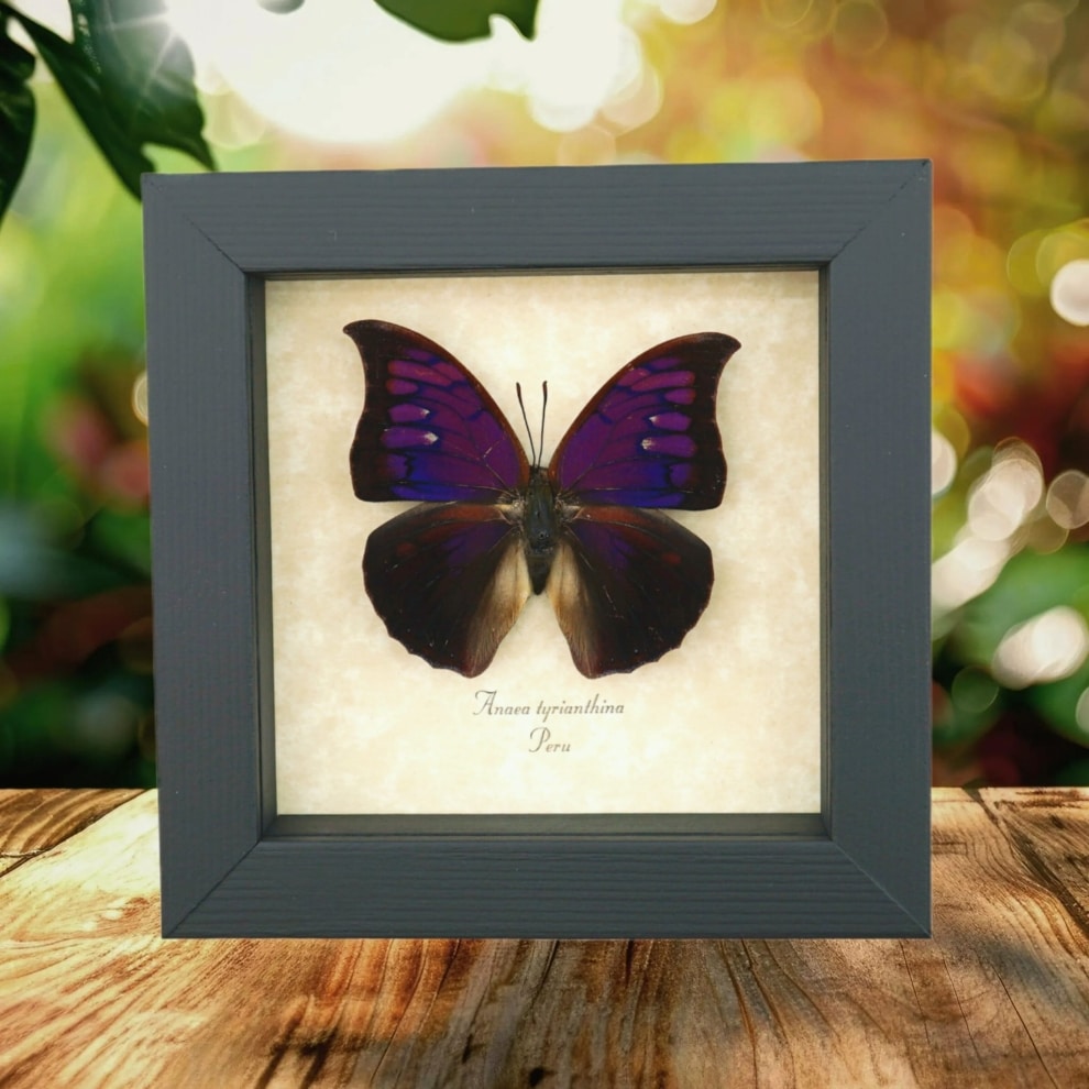Anaea Tyrianthina Male Purple Butterfly Framed Taxidermy Display Anaea Tyrianthina Male Purple Butterfly Framed Taxidermy Display