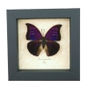 Anaea Tyrianthina Male Purple Butterfly Framed Taxidermy Display