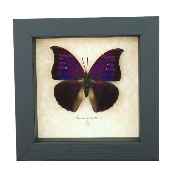 Anaea Tyrianthina Male Purple Butterfly Framed Taxidermy Display