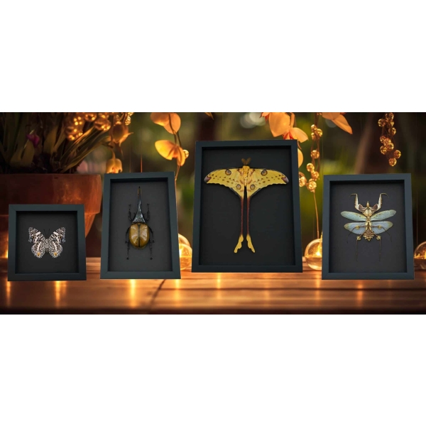 Real Framed Butterfly and Insect in Moonlight Displays by Butterfly Designs USA