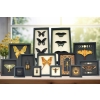 Real Framed Butterfly and Insect Collections by Butterfly Designs USA