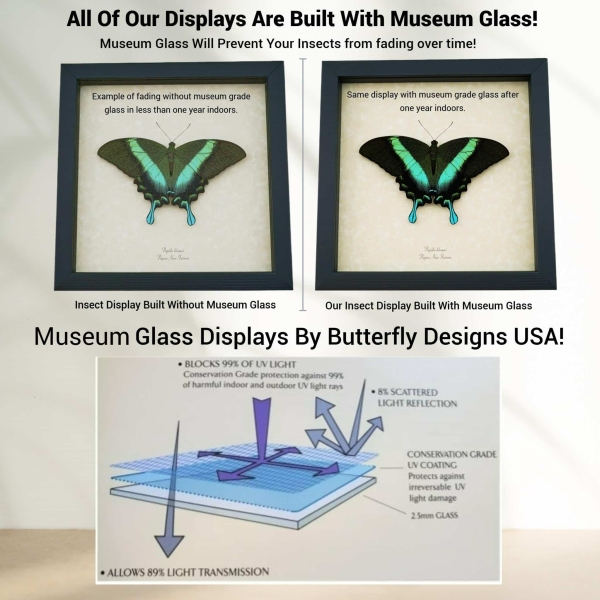 Museum Glass Displays By Butterfly Designs USA