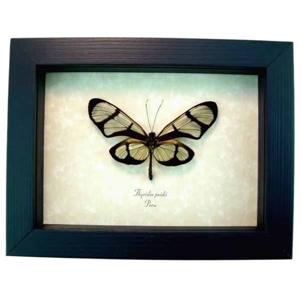 Thyridia psidii Framed Glasswing Butterfly Taxidermy Display