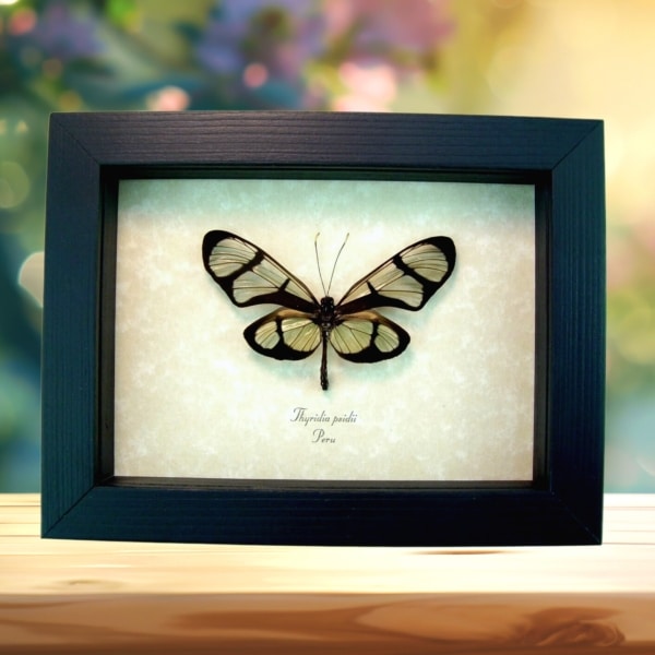 Thyridia psidii Framed Glasswing Butterfly Taxidermy Display