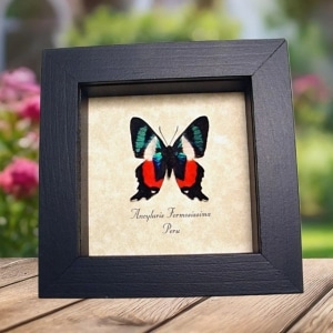 Real Framed Frilled Majestic Butterfly Ancyluris formosissima Verso Taxidermy Display