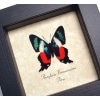 Real Framed Frilled Majestic Butterfly Ancyluris formosissima Verso Taxidermy Display