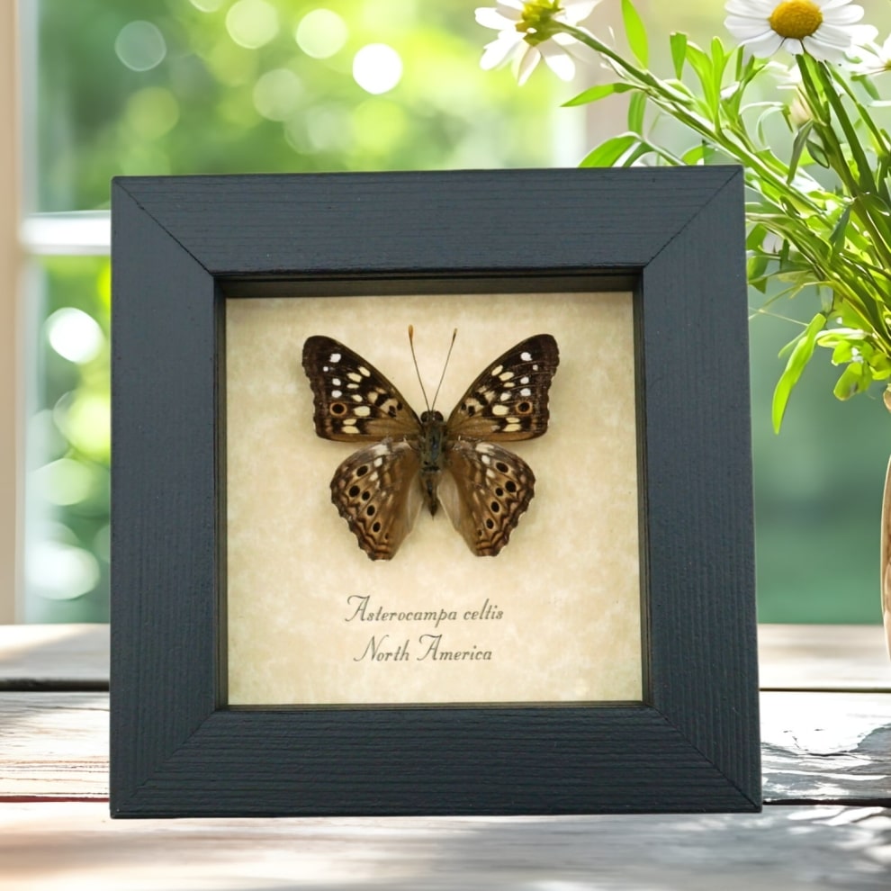 Asterocampa celtis Hackberry Emperor Butterfly Framed Taxidermy Display