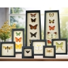 Real Framed Butterfly and Insect Displays by Butterfly Designs USA