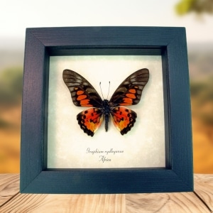 Real Framed Red African Butterfly Graphium rydleyanus Taxidermy Display