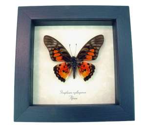 Real Framed Red African Butterfly Graphium rydleyanus Taxidermy Display