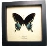 Spicebush Swallowtail Butterfly Papilio Troilus Framed Taxidermy Display