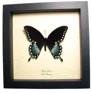 Spicebush Swallowtail Butterfly Papilio Troilus Framed Taxidermy Display
