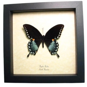 Spicebush Swallowtail Butterfly Papilio Troilus Framed Taxidermy Display