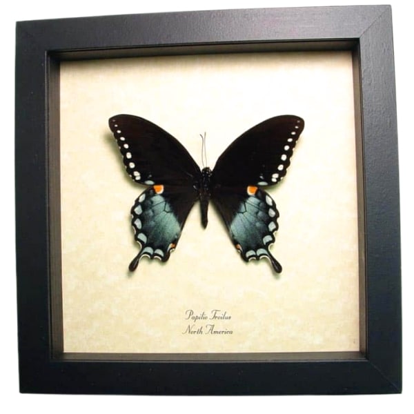 Spicebush Swallowtail Butterfly Papilio Troilus Framed Taxidermy Display