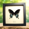 Spicebush Swallowtail Butterfly Papilio Troilus Framed Taxidermy Display